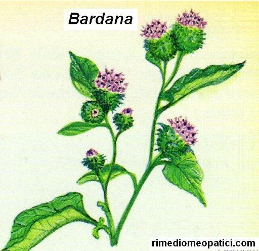 BARDANA