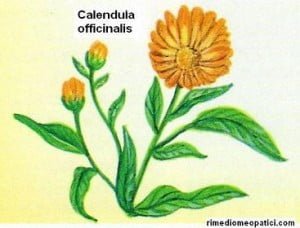 A bada contusioni e distorsioni - image CALENDULA1-300x228 on https://rimediomeopatici.com