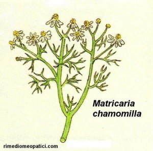 Argentum nitricum - image CAMOMILLA-300x296 on https://rimediomeopatici.com