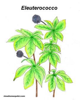 Edera terrestre - Eleuterococco - image ELEUTEROCOCCO on https://rimediomeopatici.com
