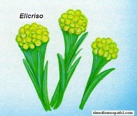 Elicriso - Equiseto - image ELICRISO on https://rimediomeopatici.com