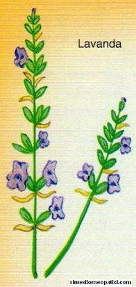 Lattuga - Lavanda - image LAVANDA_5 on https://rimediomeopatici.com