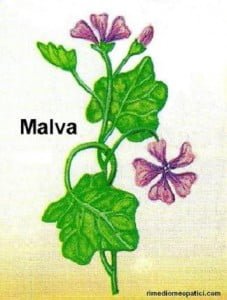 Glossario C - image MALVA-227x300 on https://rimediomeopatici.com