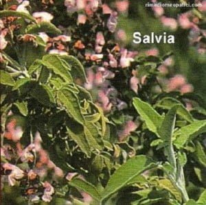 Glossario C - image SALVIA2-300x299 on https://rimediomeopatici.com