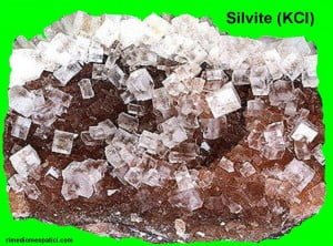 Argentum nitricum - image SILVITE2-300x222 on https://rimediomeopatici.com